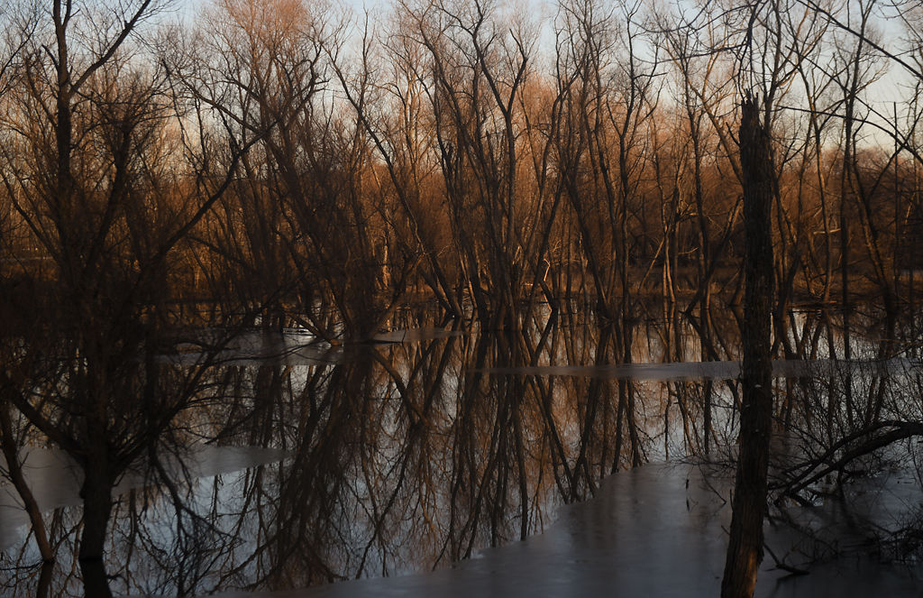 Flooding is seen among a grove of trees